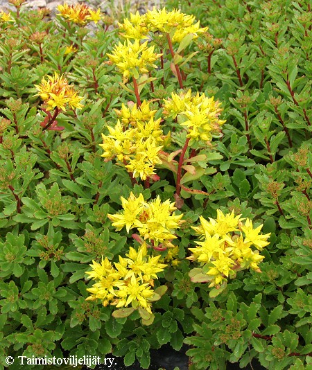Sedum floriferum, kultamaksaruoho